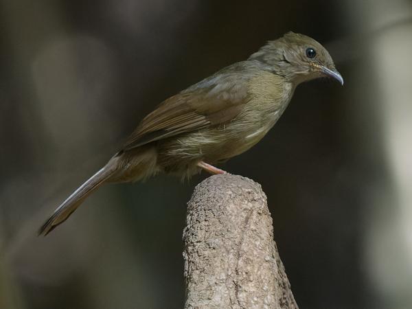 <h3><a href="/trips/gambia/biota/animalia/chordata/aves/040 passeriformes/074 pycnonotidae/eurillas virens/eurillas virens-nl.html">Eurillas&nbsp;virens</a> / Little&nbsp;greenbul / Groene&nbsp;buulbuul</h3>OM-1 Mark II met OLYMPUS M.150-400mm F4.5 TC, 1/1000 sec  bij F5.6, ISO 10000, afstand 13.3&nbsp;m